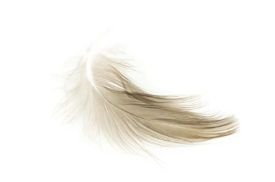 A delicate feather floating on white background — symbol of lightness, grace and discreet luxury